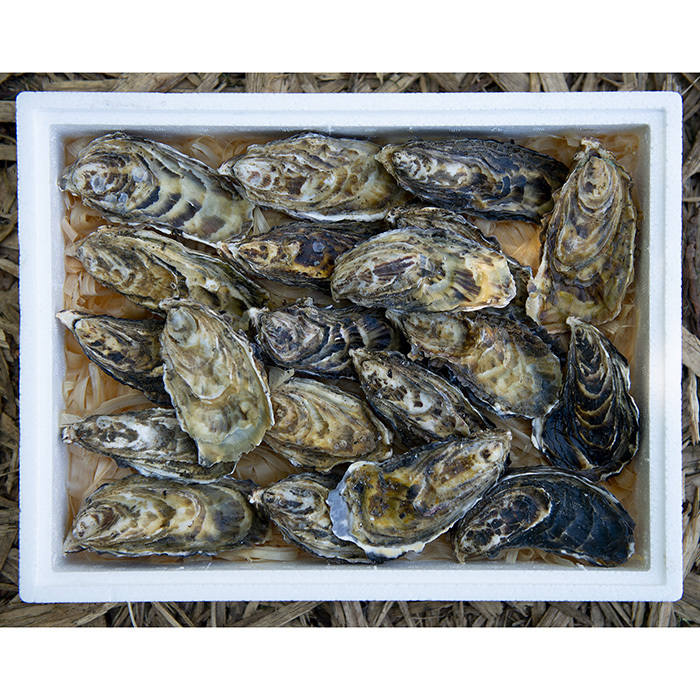 Fresh Unshucked Oysters Oysters Online Sizes & Prices Cocktail 40